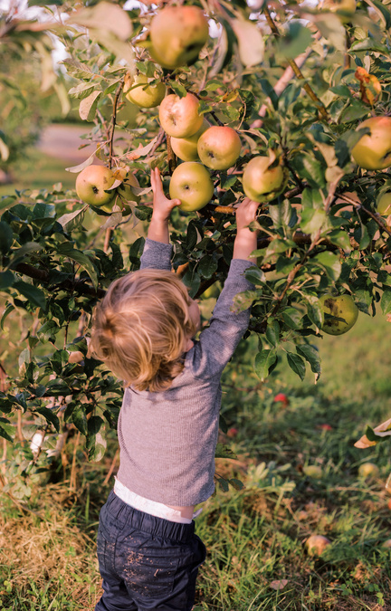 a kid picking apple from tree
